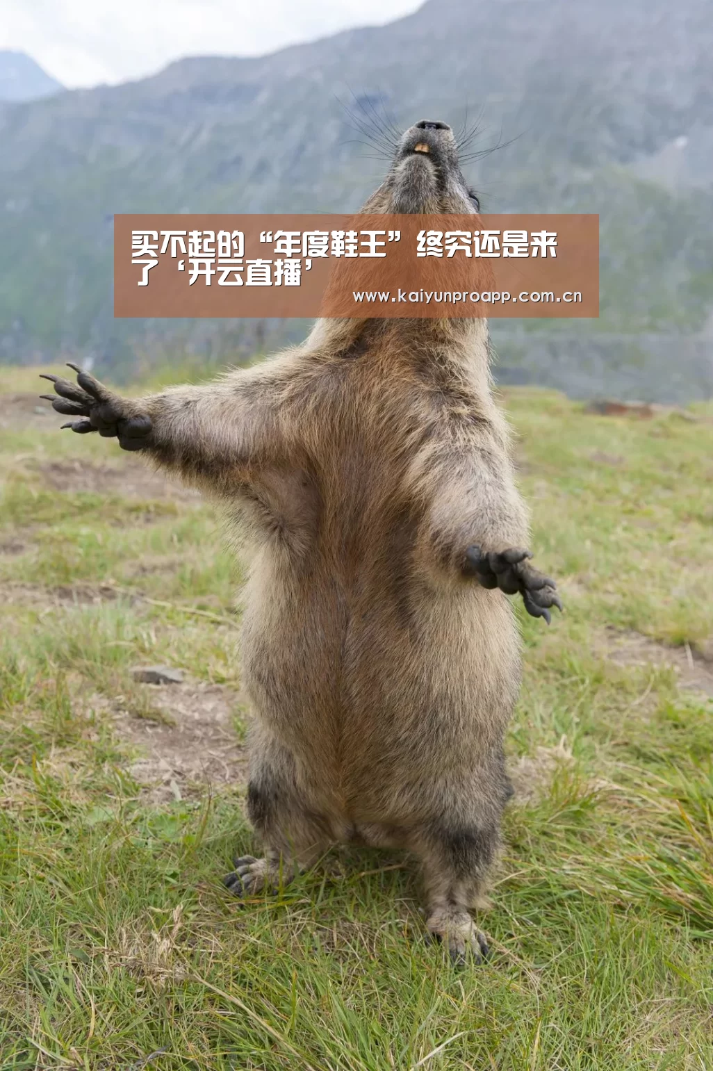 开云直播